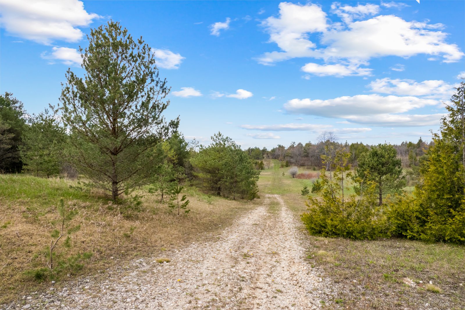 353814 OSPREY ARTEMESIA TOWNLINE