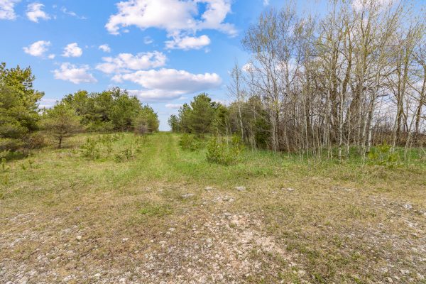 353814 OSPREY ARTEMESIA TOWNLINE