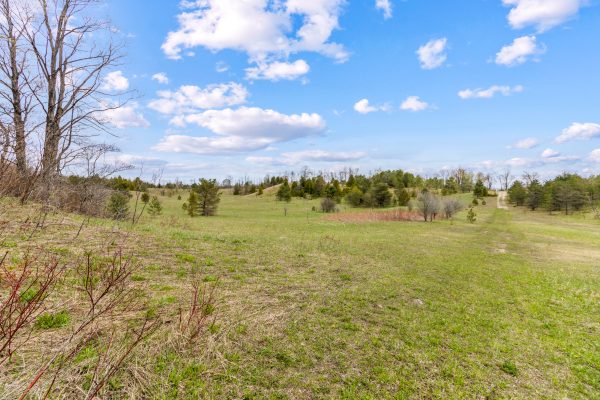 353814 OSPREY ARTEMESIA TOWNLINE