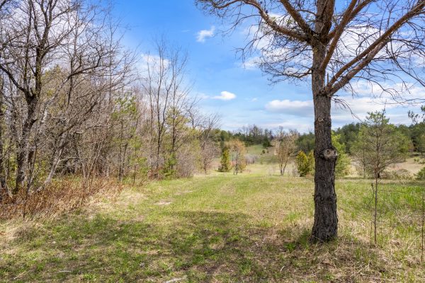 353814 OSPREY ARTEMESIA TOWNLINE