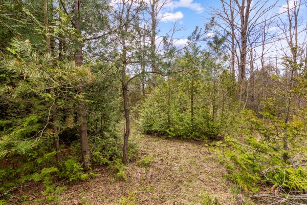 353814 OSPREY ARTEMESIA TOWNLINE
