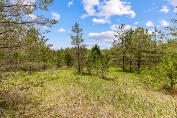 353814 OSPREY ARTEMESIA TOWNLINE