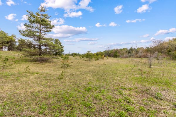 353814 OSPREY ARTEMESIA TOWNLINE