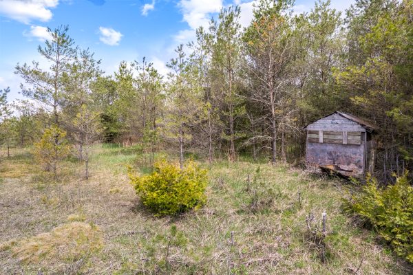 353814 OSPREY ARTEMESIA TOWNLINE