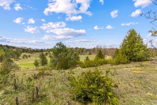 353814 OSPREY ARTEMESIA TOWNLINE