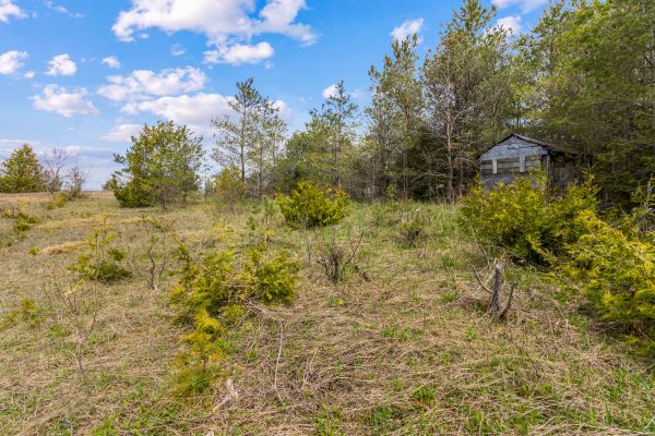 353814 OSPREY ARTEMESIA TOWNLINE