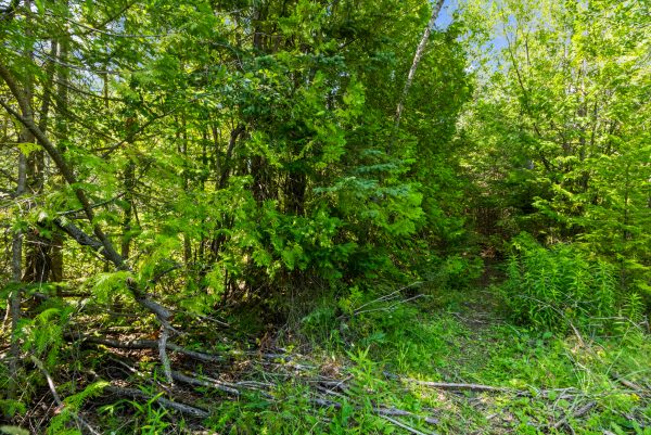 PART FARM LOT 4 CHI SIN TIB DEK ROAD