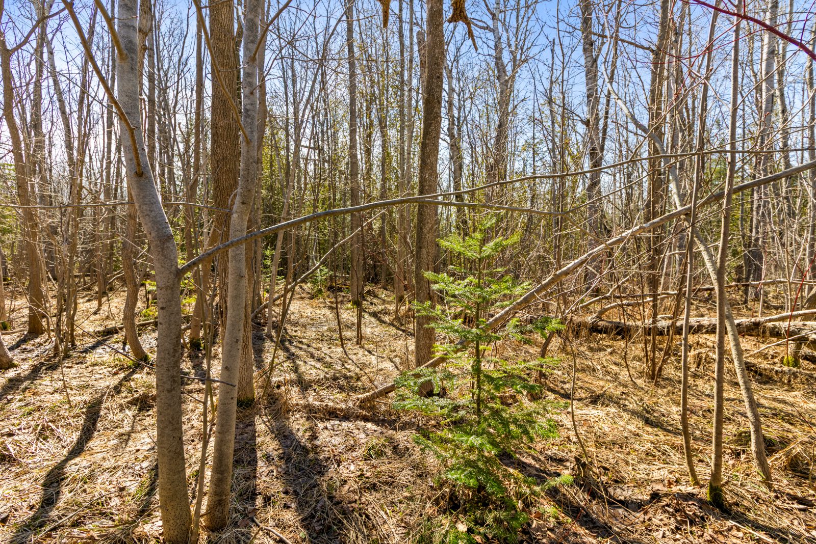 PART 28 MAPLE DRIVE