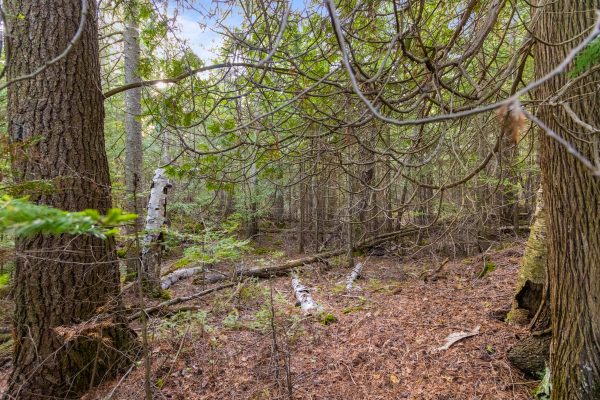 PART FARM LOT 4 CHI SIN TIB DEK ROAD