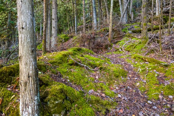 Part Lot 21 Cape Chin North Shore Road